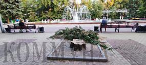 Пять деревьев спилили в&hellip;